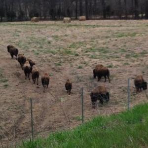 Shelby Farms buffalo